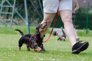 Dog Teach Dog Dog Teach Dog