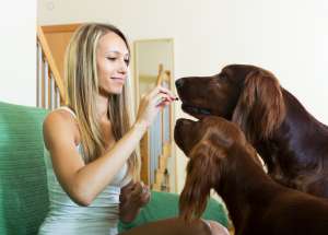 How Hemp Chews Support Dog Health How Hemp Chews Support Dog Health